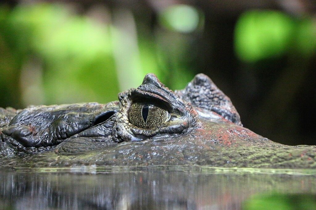 avocat-thales-bruxelles-taxe-caiman